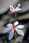 Burchardia sp.