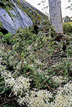 Clematis pubescens