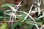 Clematis pubescens