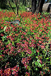 Not identified
