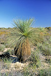 Xanthorrhoea preissii