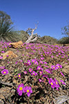 Calandrinia polyandra