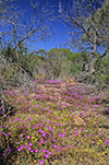Calandrinia polyandra