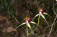 Caladenia georgei