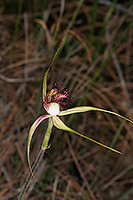 Caladenia georgei
