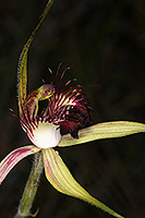 Caladenia georgei