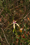Caladenia georgei
