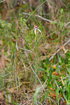 Caladenia georgei