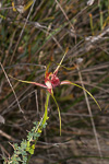 Caladenia georgei