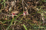 Caladenia georgei