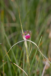 Caladenia georgei