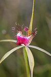 Caladenia georgei