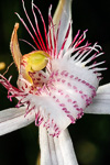 Caladenia georgei