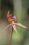 Caladenia cardiochila x ?